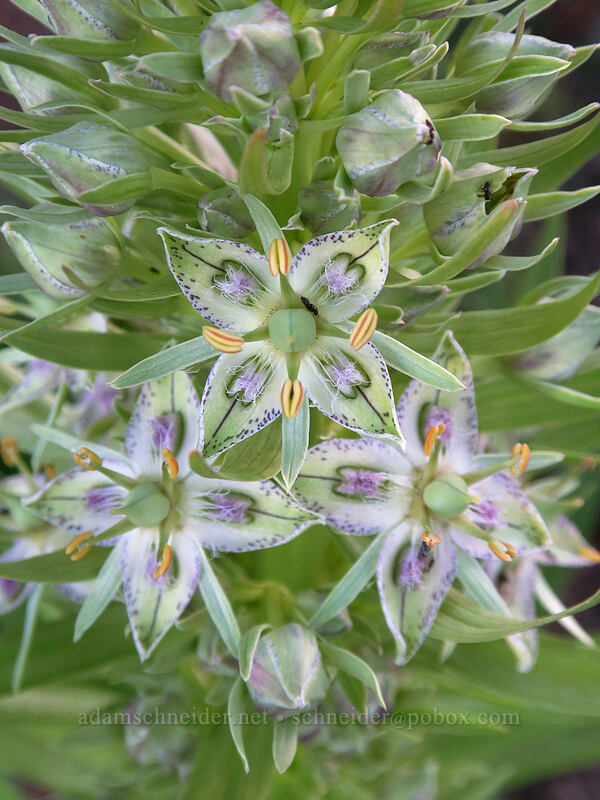 monument plant (giant frasera) (Frasera speciosa) [Split Rock Trail, Rogue River-Siskiyou National Forest, Jackson County, Oregon]