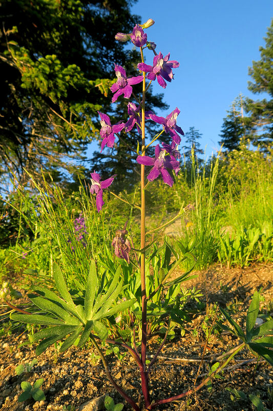 larkspur at sunset (Delphinium nuttallianum) [Split Rock Trail, Rogue River-Siskiyou National Forest, Jackson County, Oregon]