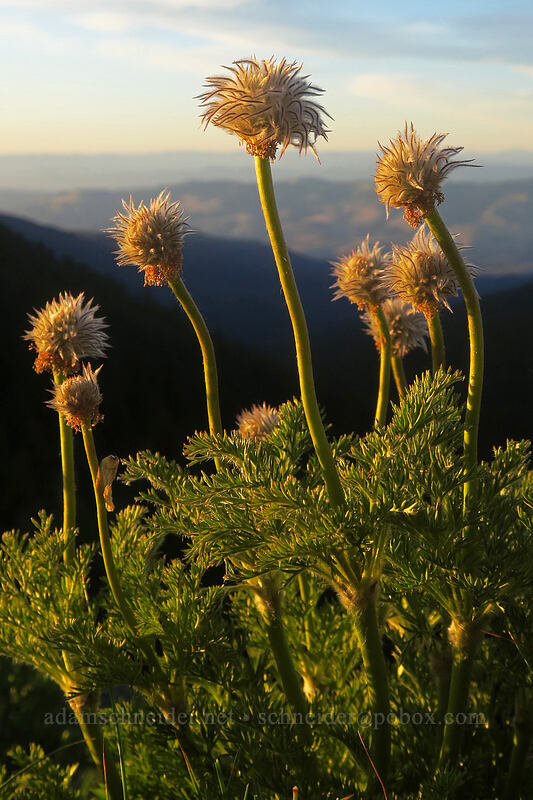 western pasqueflowers at sunset (Anemone occidentalis (Pulsatilla occidentalis)) [Split Rock Trail, Rogue River-Siskiyou National Forest, Jackson County, Oregon]