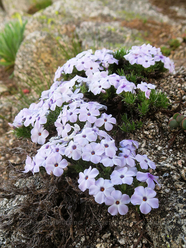 spreading phlox (Phlox diffusa) [Split Rock Trail, Rogue River-Siskiyou National Forest, Jackson County, Oregon]
