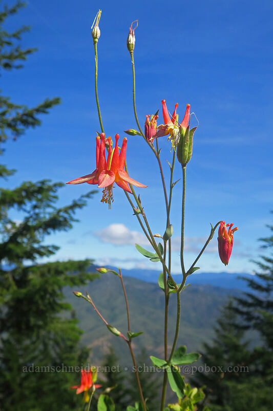 western columbine (Aquilegia formosa) [Gunsight-Humbug Ridge, Klamath National Forest, Siskiyou County, California]