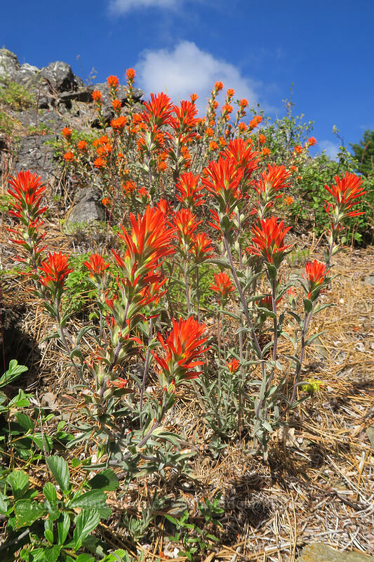 frosted paintbrush (Castilleja pruinosa) [Gunsight-Humbug Ridge, Klamath National Forest, Siskiyou County, California]