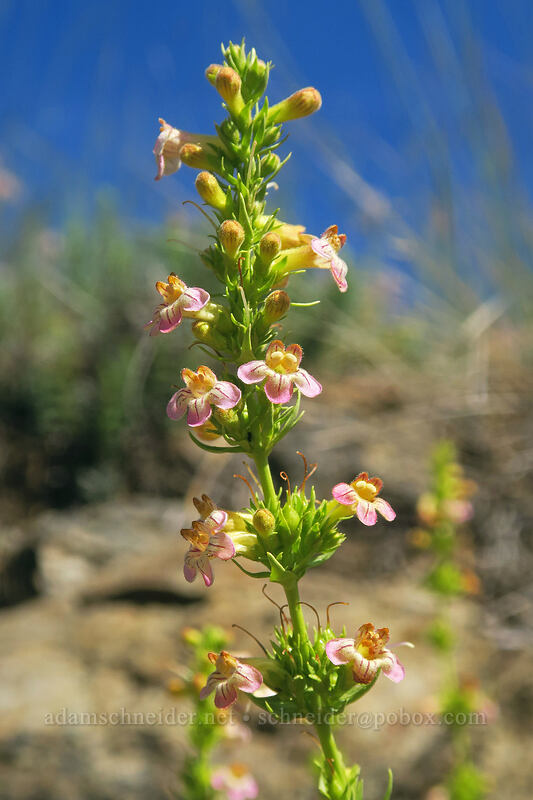 hot-rock penstemon, very pink (Penstemon deustus) [Gunsight-Humbug Ridge, Klamath National Forest, Siskiyou County, California]