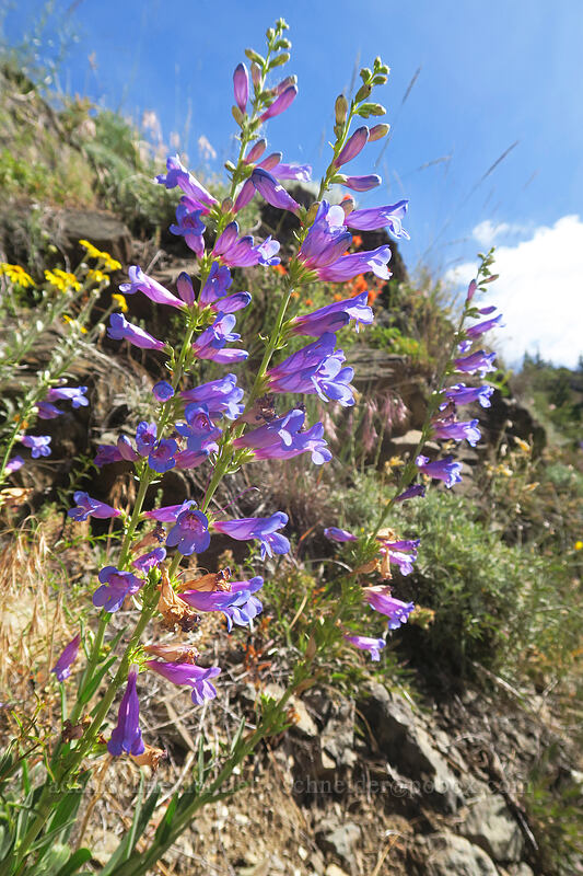 showy penstemon (Penstemon speciosus) [Gunsight-Humbug Ridge, Klamath National Forest, Siskiyou County, California]