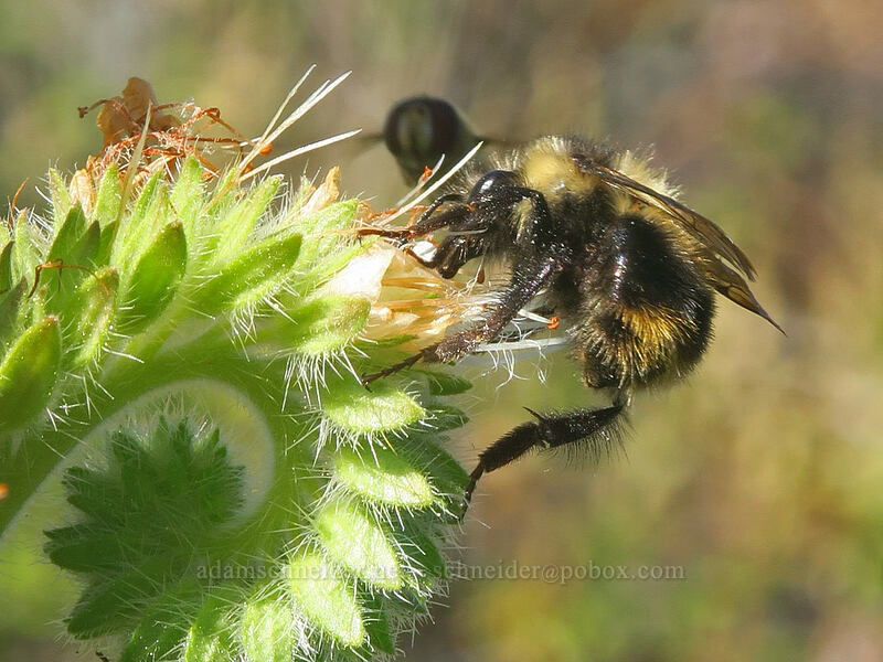 varied-leaf phacelia, a bumblebee, and a flower fly (Phacelia heterophylla) [Gunsight-Humbug Ridge, Klamath National Forest, Siskiyou County, California]