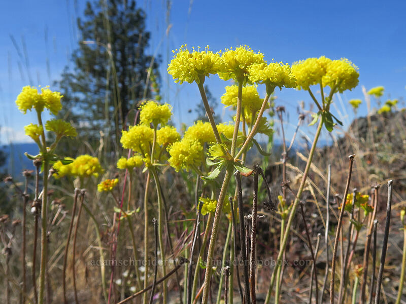 sulphur-flower buckwheat (Eriogonum umbellatum) [Gunsight-Humbug Ridge, Klamath National Forest, Siskiyou County, California]