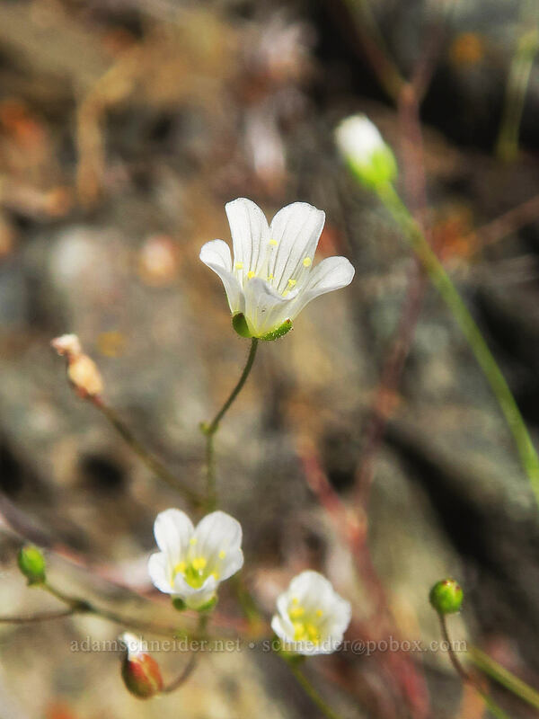 Douglas' stitchwort (Minuartia douglasii (Sabulina douglasii) (Arenaria douglasii)) [Gunsight-Humbug Ridge, Klamath National Forest, Siskiyou County, California]