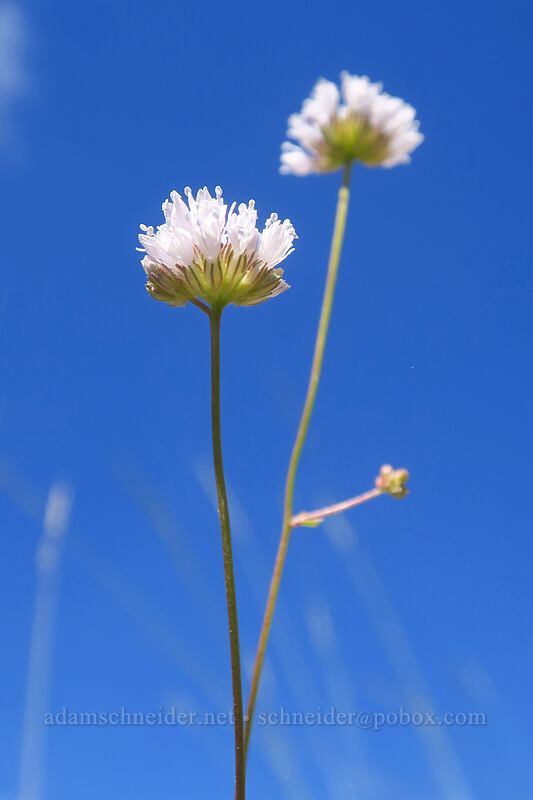 blue-head gilia (Gilia capitata) [Gunsight-Humbug Ridge, Klamath National Forest, Siskiyou County, California]