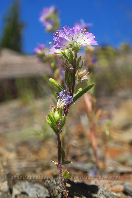 thread-leaf phacelia (Phacelia linearis) [Gunsight-Humbug Ridge, Klamath National Forest, Siskiyou County, California]