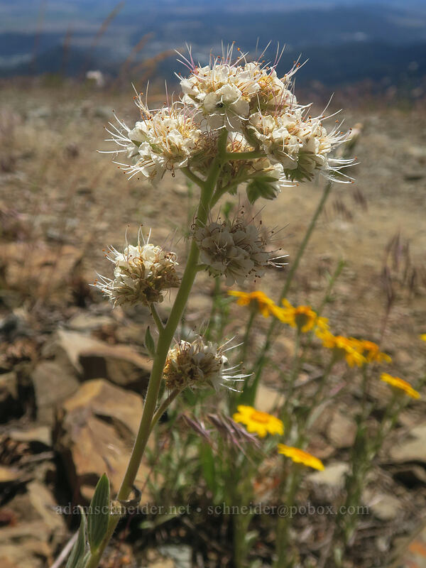 Kaweah River phacelia (Phacelia egena) [Gunsight-Humbug Ridge, Klamath National Forest, Siskiyou County, California]