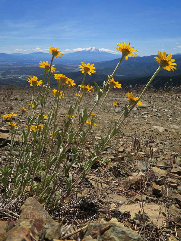 lance-leaf Oregon sunshine (Eriophyllum lanatum var. lanceolatum) [Gunsight-Humbug Ridge, Klamath National Forest, Siskiyou County, California]