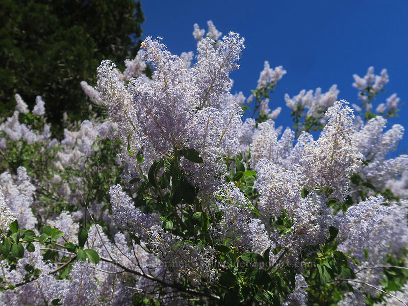deer-brush ceanothus (Ceanothus integerrimus) [Gunsight-Humbug Ridge, Klamath National Forest, Siskiyou County, California]