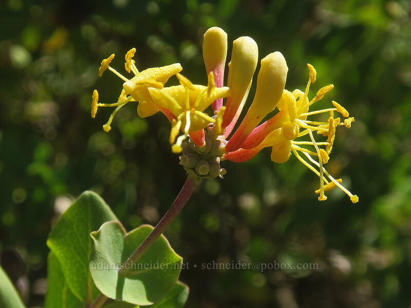 chaparral honeysuckle (Lonicera interrupta) [Yreka-Walker Road, Siskiyou County, California]