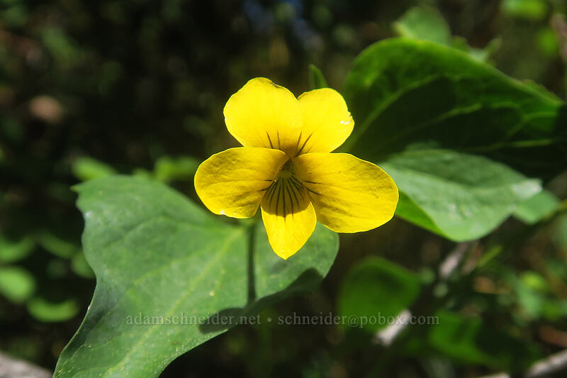 pine violet (Viola lobata) [Scott Mountain Campground, Shasta-Trinity National Forest, Trinity County, California]