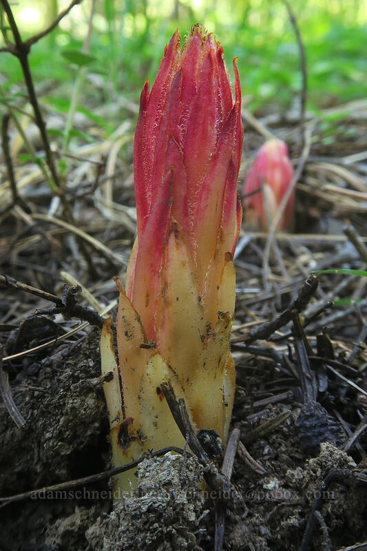 pinedrops, emerging (Pterospora andromedea) [Scott Mountain Campground, Shasta-Trinity National Forest, Trinity County, California]