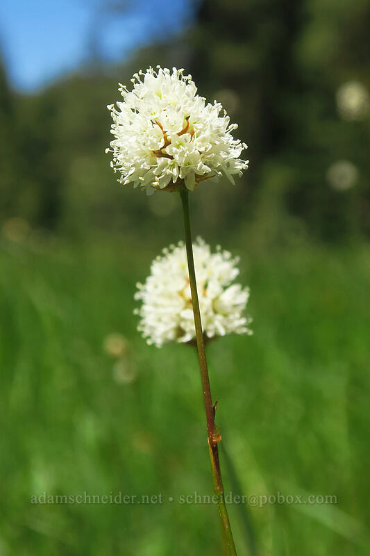 western bistort (Bistorta bistortoides (Polygonum bistortoides)) [Scott Mountain Summit, Klamath National Forest, Siskiyou County, California]