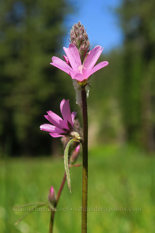 Oregon checker-mallow (Sidalcea oregana) [Scott Mountain Summit, Klamath National Forest, Siskiyou County, California]
