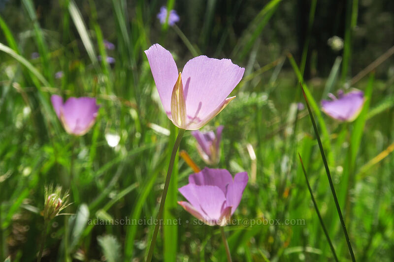 naked mariposa lily (Calochortus nudus) [Scott Mountain Summit, Klamath National Forest, Siskiyou County, California]