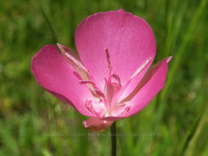 unusually pink mariposa lily (Calochortus sp.) [Scott Mountain Summit, Klamath National Forest, Siskiyou County, California]