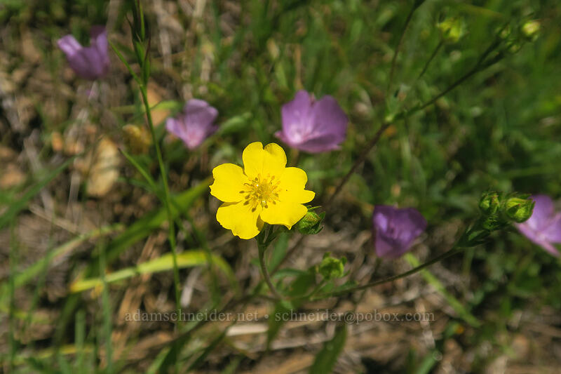 slender cinquefoil (Potentilla gracilis) [Scott Mountain Summit, Klamath National Forest, Siskiyou County, California]