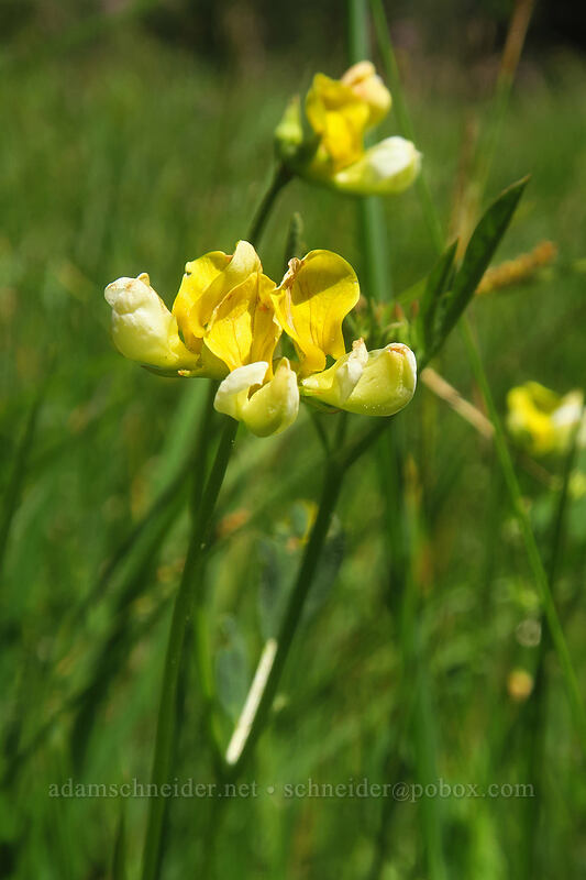 streambank bird's-foot trefoil (Hosackia oblongifolia (Lotus oblongifolius)) [Scott Mountain Summit, Klamath National Forest, Siskiyou County, California]