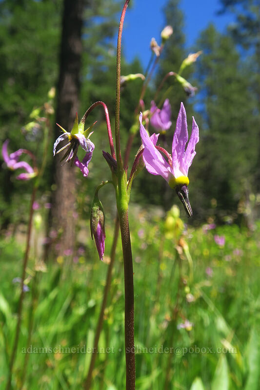 tall mountain shooting stars (Dodecatheon jeffreyi (Primula jeffreyi)) [Scott Mountain Summit, Klamath National Forest, Siskiyou County, California]