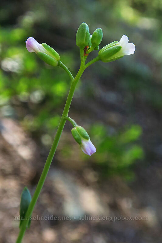 woodland rock-cress (Boechera pinetorum (Arabis holboellii var. pinetorum)) [Kangaroo Lake Fen Trail, Klamath National Forest, Siskiyou County, California]