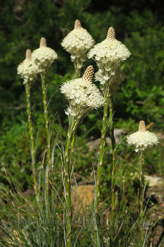 beargrass (Xerophyllum tenax) [Kangaroo Lake Fen Trail, Klamath National Forest, Siskiyou County, California]