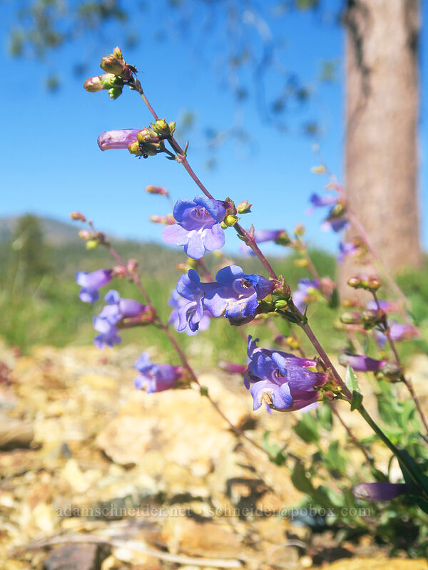 short-stalk azure penstemon (Penstemon parvulus (Penstemon azureus var. parvulus)) [Kangaroo Lake Fen Trail, Klamath National Forest, Siskiyou County, California]