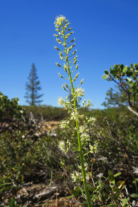 panicled death-camas (Toxicoscordion paniculatum (Zigadenus paniculatus)) [Kangaroo Lake Fen Trail, Klamath National Forest, Siskiyou County, California]