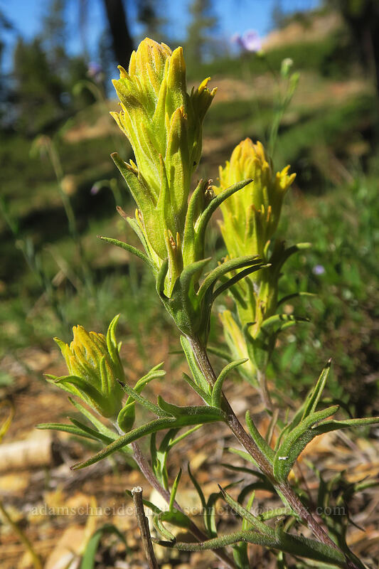 cobwebby paintbrush (Castilleja arachnoidea) [Kangaroo Lake Fen Trail, Klamath National Forest, Siskiyou County, California]