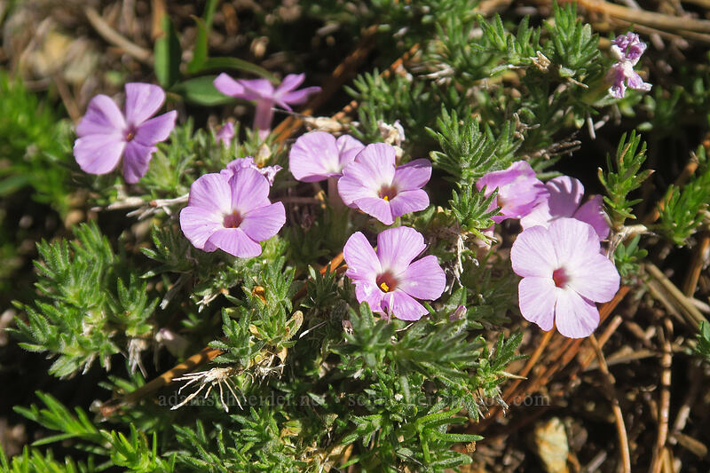 Hood's phlox (Phlox hoodii ssp. canescens (Phlox canescens)) [Kangaroo Lake Fen Trail, Klamath National Forest, Siskiyou County, California]
