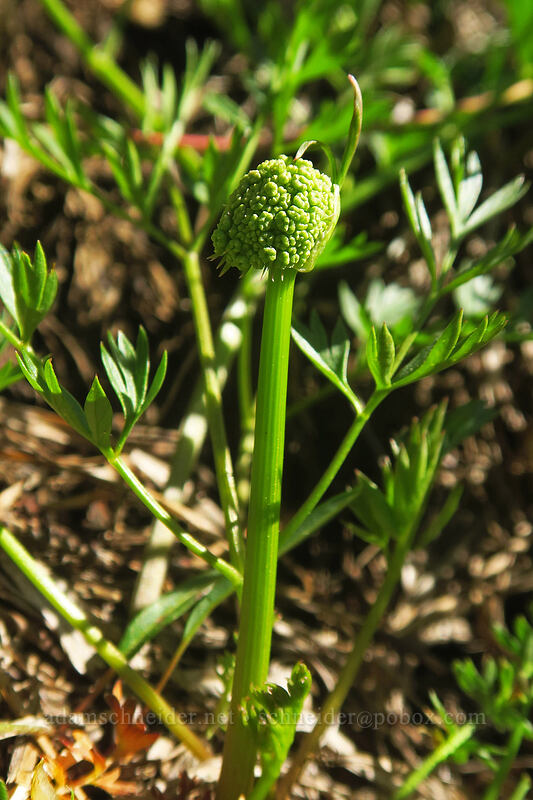lovage, budding (Ligusticum sp.) [Kangaroo Lake Fen Trail, Klamath National Forest, Siskiyou County, California]