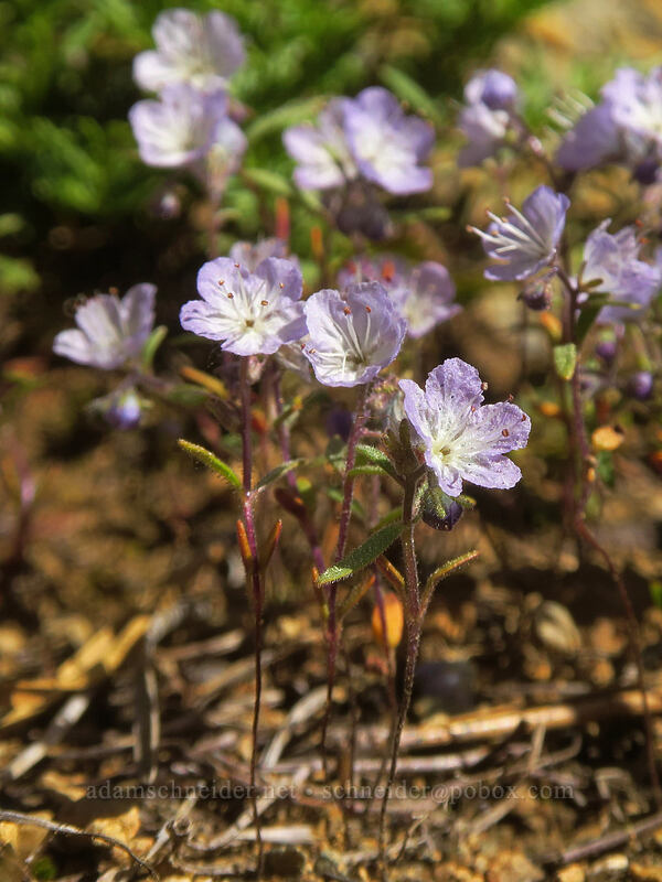 Pringle's phacelia (Phacelia pringlei) [Kangaroo Lake Fen Trail, Klamath National Forest, Siskiyou County, California]