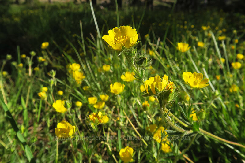 Brewer's cinquefoil (Potentilla breweri (Potentilla drummondii ssp. breweri)) [Kangaroo Lake Fen Trail, Klamath National Forest, Siskiyou County, California]