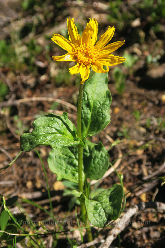 heart-leaf arnica (Arnica cordifolia) [Kangaroo Lake Fen Trail, Klamath National Forest, Siskiyou County, California]