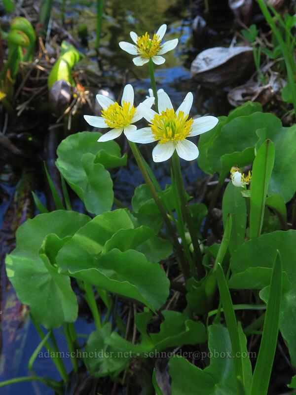 white marsh-marigolds (Caltha biflora (Caltha leptosepala var. biflora)) [Kangaroo Lake Fen Trail, Klamath National Forest, Siskiyou County, California]