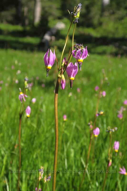 tall mountain shooting stars (Dodecatheon jeffreyi (Primula jeffreyi)) [Kangaroo Lake Fen Trail, Klamath National Forest, Siskiyou County, California]