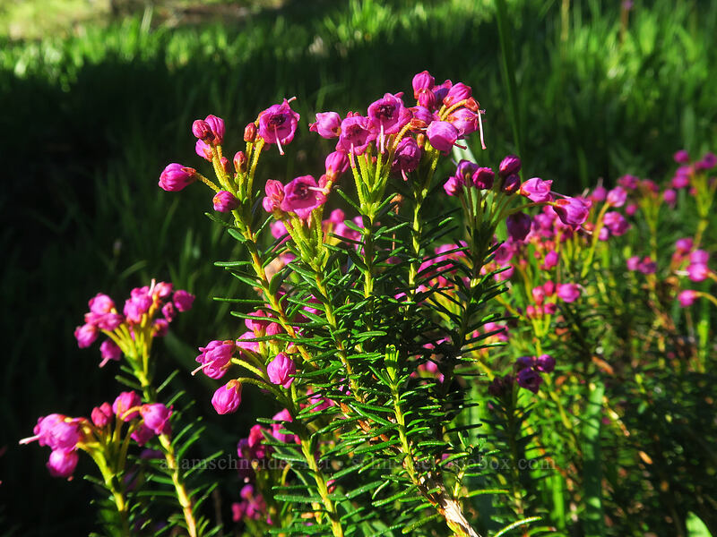 pink mountain heather (Phyllodoce empetriformis) [Kangaroo Lake Fen Trail, Klamath National Forest, Siskiyou County, California]