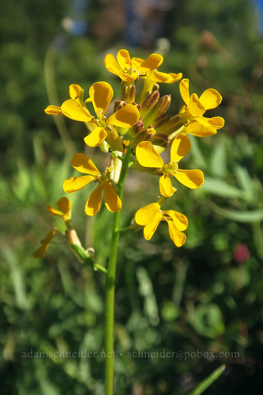 wallflower (Erysimum capitatum) [Kangaroo Lake Fen Trail, Klamath National Forest, Siskiyou County, California]