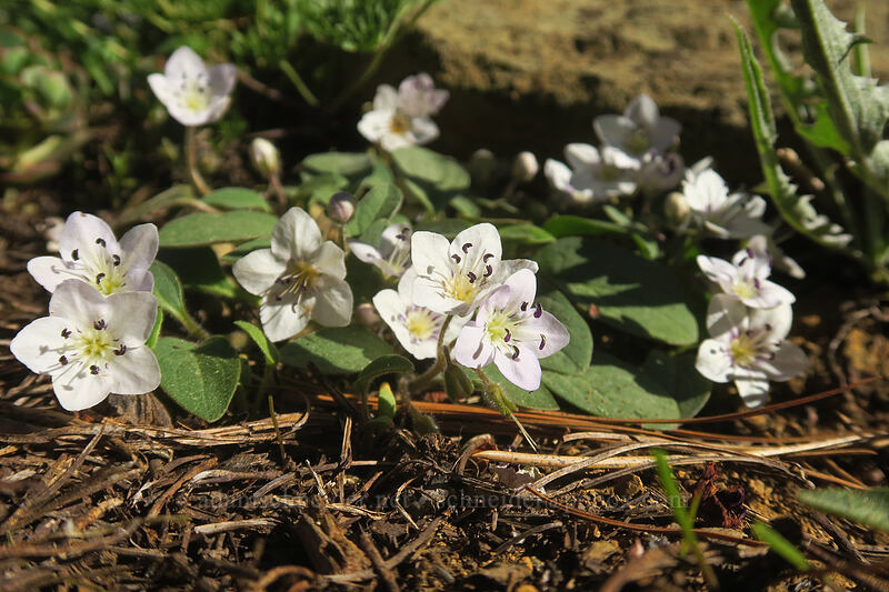 Scott Mountain phacelia (Howellanthus dalesianus (Phacelia dalesianus)) [Kangaroo Lake Fen Trail, Klamath National Forest, Siskiyou County, California]