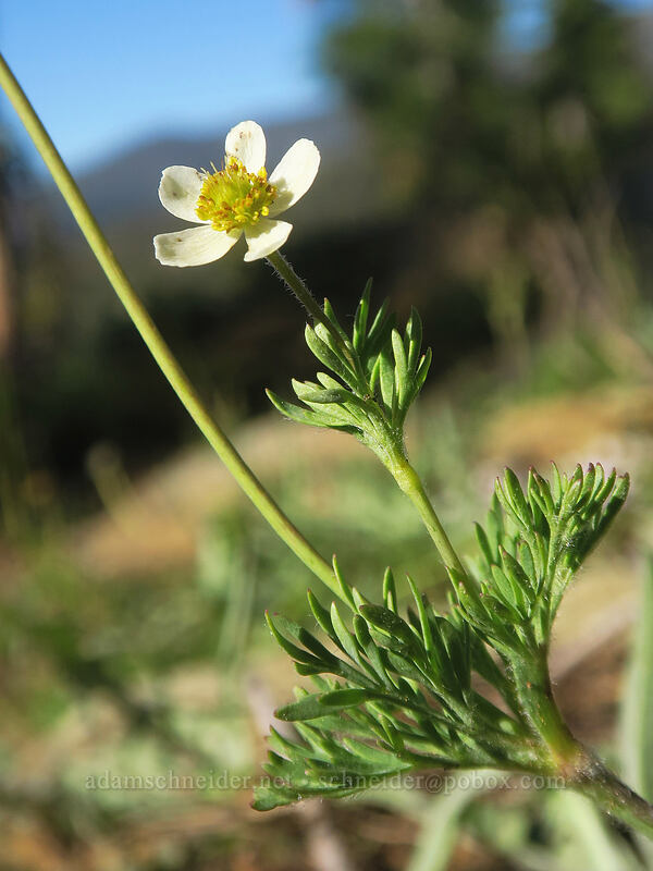 Drummond's anemone (Anemone drummondii) [Kangaroo Lake Fen Trail, Klamath National Forest, Siskiyou County, California]