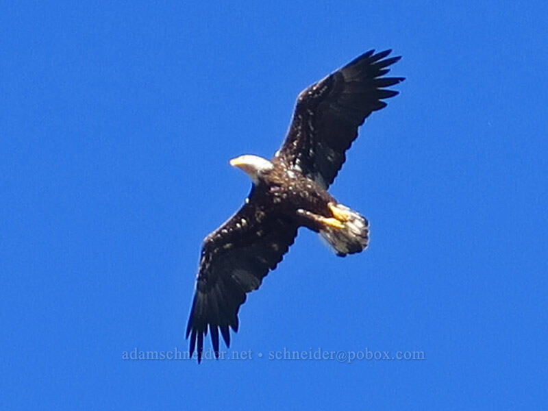 adolescent bald eagle (Haliaeetus leucocephalus) [Kangaroo Lake Fen Trail, Klamath National Forest, Siskiyou County, California]