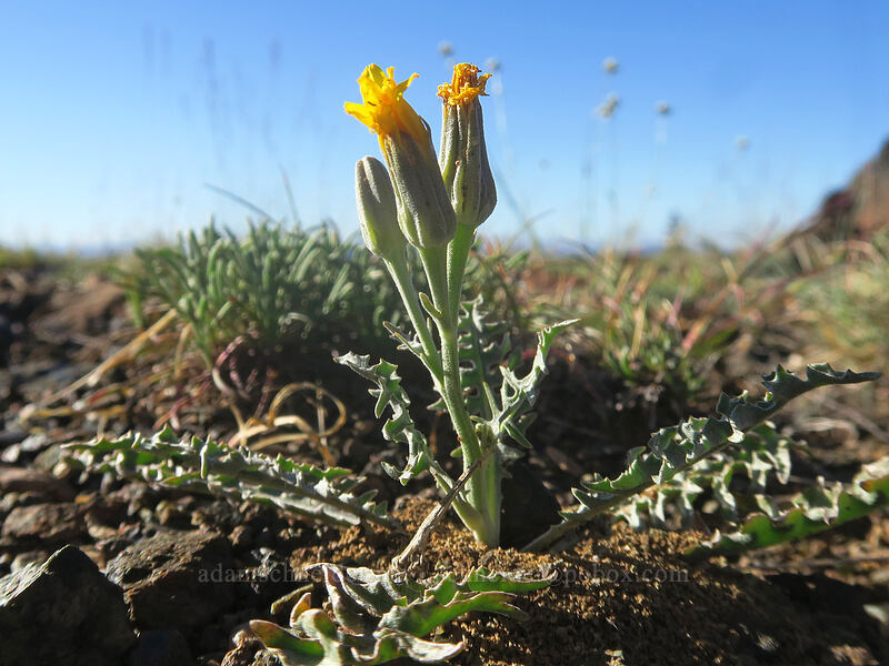 naked-stem hawksbeard (Crepis pleurocarpa) [Kangaroo Lake Fen Trail, Klamath National Forest, Siskiyou County, California]