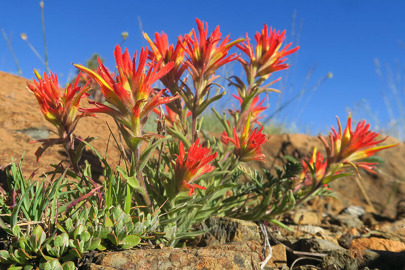 wavy-leaf paintbrush (Castilleja applegatei var. pinetorum) [Kangaroo Lake Fen Trail, Klamath National Forest, Siskiyou County, California]