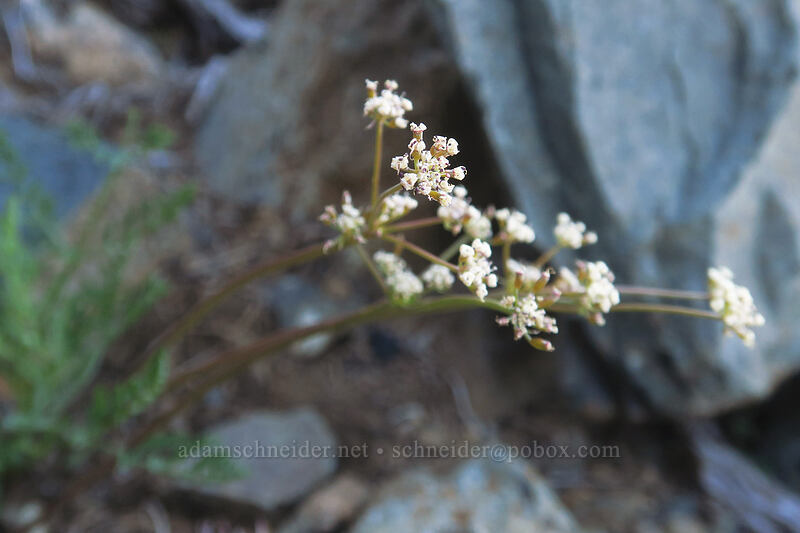 Engelmann's desert parsley (Lomatium engelmannii) [Kangaroo Lake Fen Trail, Klamath National Forest, Siskiyou County, California]