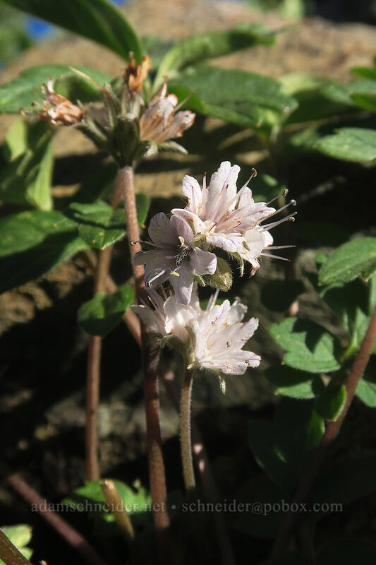 western waterleaf (Hydrophyllum occidentale) [Kangaroo Lake Fen Trail, Klamath National Forest, Siskiyou County, California]