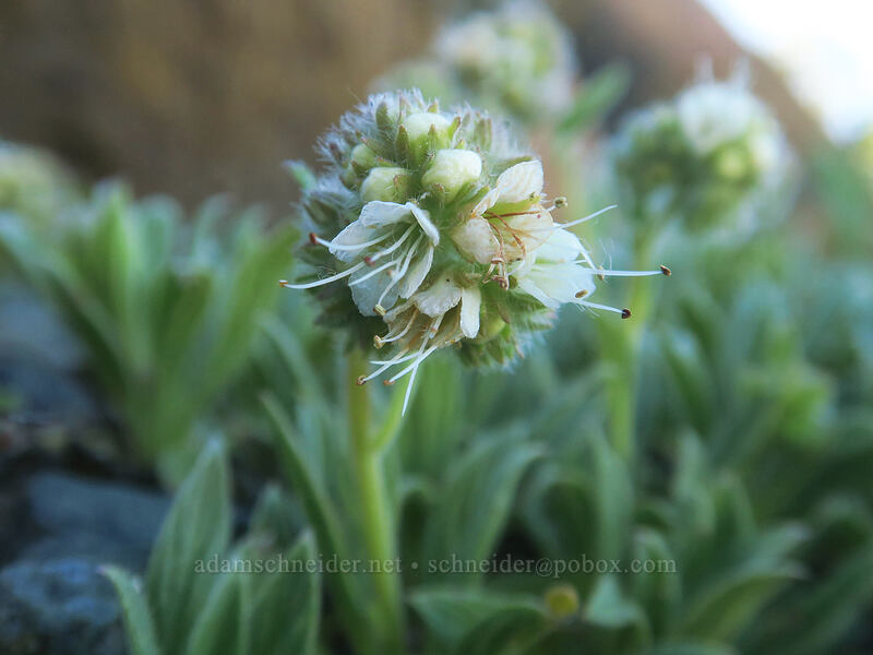 rock phacelia (Phacelia egena) [Kangaroo Lake Fen Trail, Klamath National Forest, Siskiyou County, California]