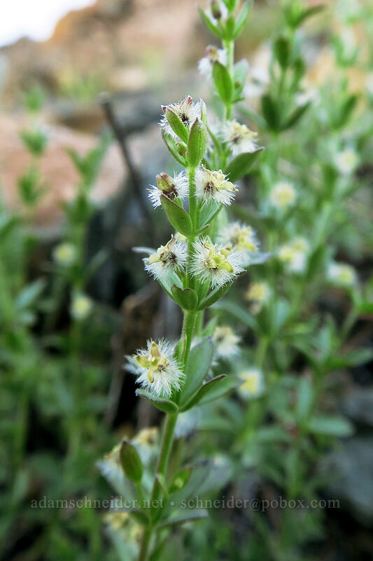 Scott Mountains bedstraw (Galium serpenticum ssp. scotticum) [Kangaroo Lake Fen Trail, Klamath National Forest, Siskiyou County, California]