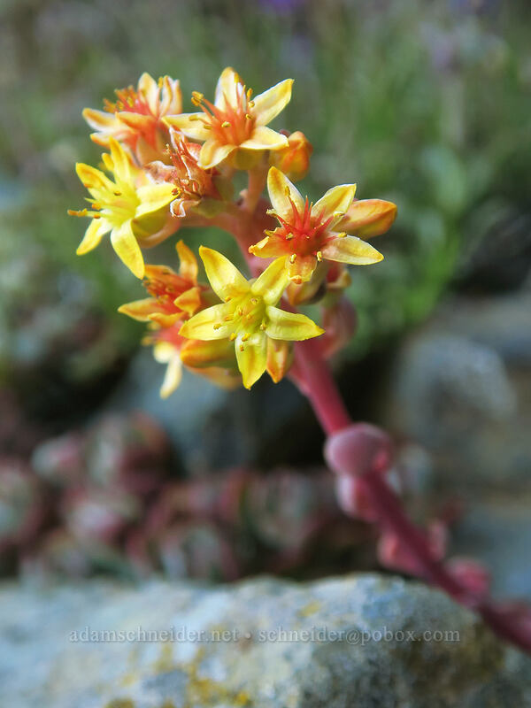 Kierstead's stonecrop (Sedum kiersteadiae (Sedum obtusatum ssp. boreale)) [Kangaroo Lake Fen Trail, Klamath National Forest, Siskiyou County, California]